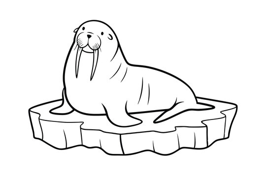 recommend clip art: Cute cartoon walrus resting on iceberg detailed line art illustration marine mammal drawing