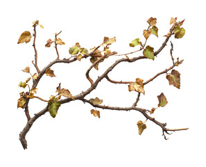 Autumn leaves falling on twisted branch nature isolated view isolated on transparent background