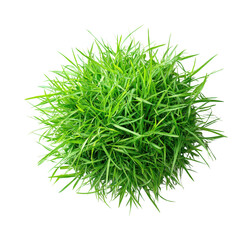 Lush green grass growth in nature vibrant environment isolated on transparent background