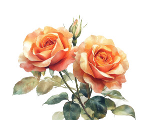 Elegant orange roses blooming in nature botanical in soft light isolated on transparent background