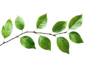 Nature green leaves on a branch isolated on transparent background