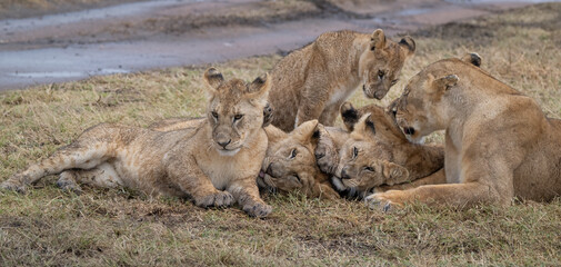 Playing Lion Cubs