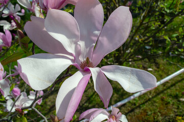 Close-Up of Delicate Pink Magnolia Blossom in Bloom selective focus