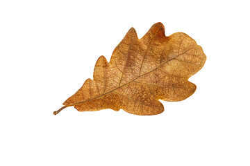 Isolated on a transparent white background, last year's fallen autumn dry oak tree leaf close-up, with texture and leaf vein. Blank for design, artwork, bright brown color, symbol of seasonal changes.