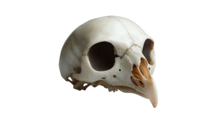 Gothic bird skull isolated on white transparent background