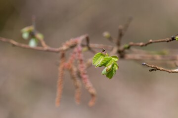Macro shot of common Hazel (corylus avellana) leaves sprouting
