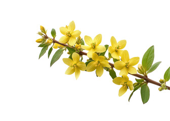 Blooming yellow flowers natural bright environment isolated on transparent background