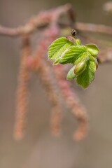 Macro shot of common Hazel (corylus avellana) leaves sprouting