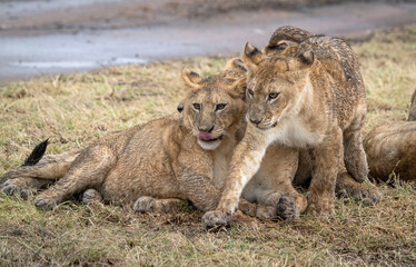 A Lion Cub Plays as Mama Watches in the Rain