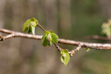 Macro shot of common Hazel (corylus avellana) leaves sprouting