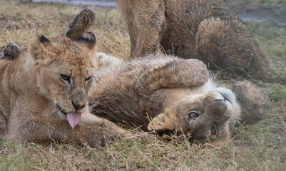 Playing Lion Cubs