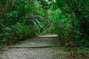  石垣島の亜熱帯林　ハイキングコース