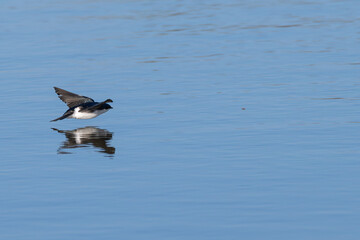 Tree swallow swimming low over a lake, its reflection in the water.
