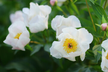 A lush bush of bright peony flowers. They bloom in the garden on a sunny summer day.