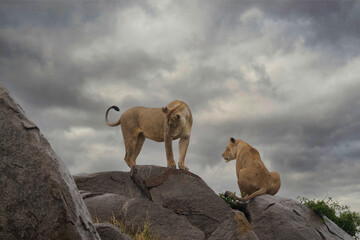Lionesses on Kopje