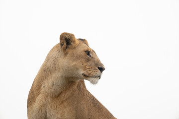 Lioness Portrait