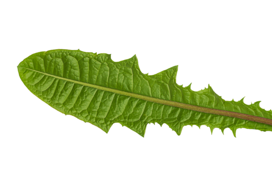 Isolated on transparent white background green fresh leaf of dandelion plants. Underside view close-up, with texture and leaf vein. Blank for design, artwork. Medicinal plants, medical applications