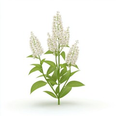 Fototapeta premium White flower clusters on a leafy plant stem.