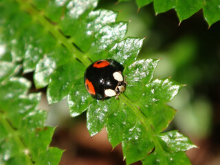 Harlequin ladybird beetle, also known as multicoloured Asian lady beetle, (Harmonia axyridis f. conspicua) sitting on a green, shiny leaf