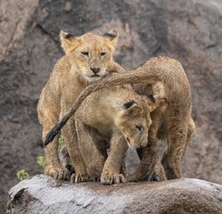 Lion Cubs on Rock in the Rain