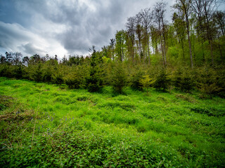 Wiederaufforstung im Mischwald im Frühjahr