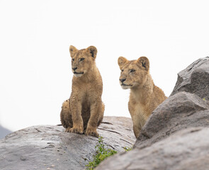 Lion Cub Pair on Kopje