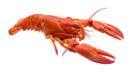 A vibrant cooked lobster displayed against a stark black backdrop showcasing its texture and form clearly