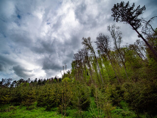 Obraz premium Wiederaufforstung im Mischwald im Frühjahr