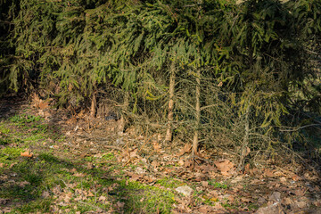 Thick fir tree branches grow densely near ground, fallen leaves and moss cover forest soil.
