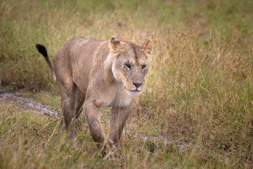 Inbound Lioness