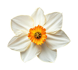 Delicate white daffodil flower nature scene floral view isolated on transparent background © Karina