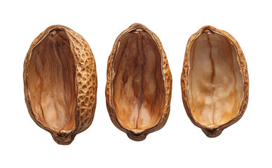 Natural dried fruit pods nature organic textures isolated on transparent background