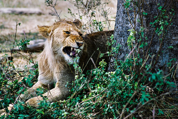 A snarling lioness in the shade under a tree, in the Serengeti national park in Tanzania.