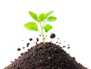 Growing green plant emerging from soil garden nature isolated on transparent background