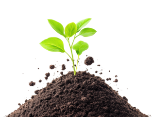 Growing green plant emerging from soil garden nature isolated on transparent background