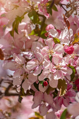 Delicate pink apple blossom background	