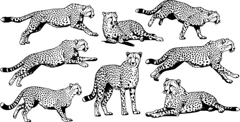 Cheetah illustrations showcasing various poses and patterns in a black and white theme for artistic representation
