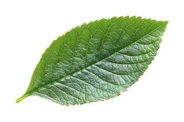 Capture of green leaf nature isolated on transparent background