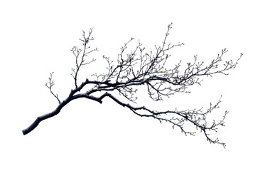 Barren tree branches captured in minimalist style on isolated on transparent background