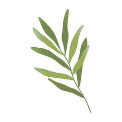 Obraz premium Isolated green branch with leaves vector.Botany emblem design element.Hand drawn floral spring or summer illustration for prints,flyers,banners,wedding,invitations,branding design,clipart.