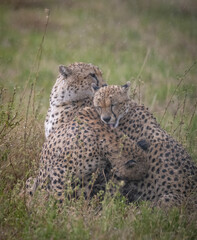 Cheetahs Playing and Cuddling