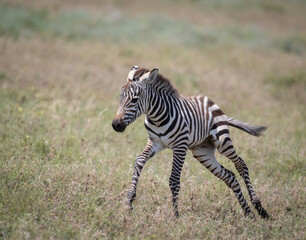 Playing Zebra Foal