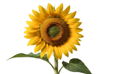 Fototapeta premium Sunflower blossom close up yellow petals and green leaves floral beauty shot on transparent background