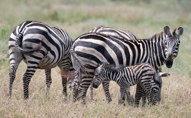 Mama Zebra and Foal