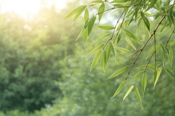 Obraz premium Sunlight filters through bamboo leaves in a serene natural setting during early morning hours