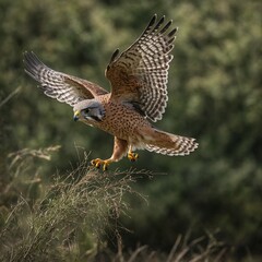 Fototapeta premium Capture the motion blur of a kestrel’s wings in flight.