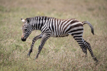 Playing Zebra Foal