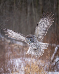 Great Gray Owl hunting