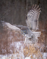 Great Gray Owl hunting