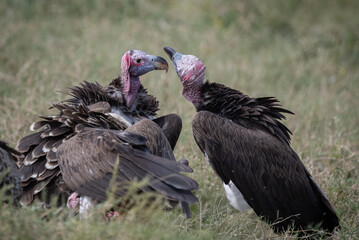 Vultures and Carrion Feeding